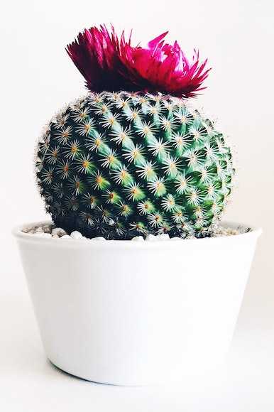 Mini Round Potted Cactus