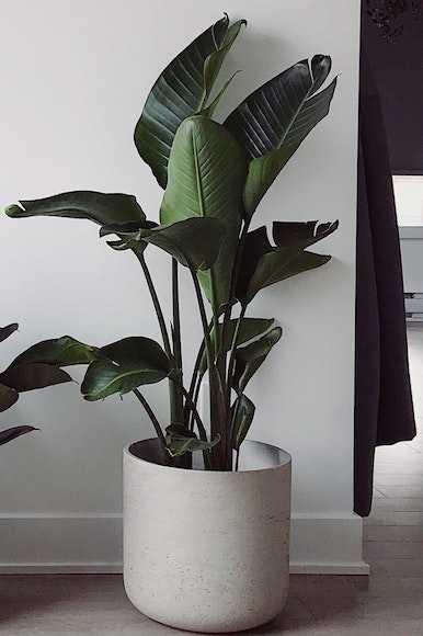 large-potted-plant