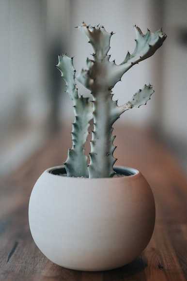 Mini Slim Potted Cactus
